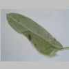 Leaf 10er 02.jpg